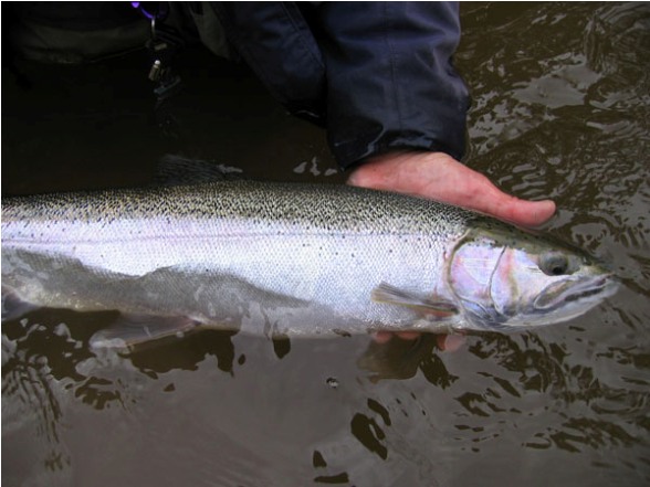 Now's the time to egg on winter steelhead – The Mercury