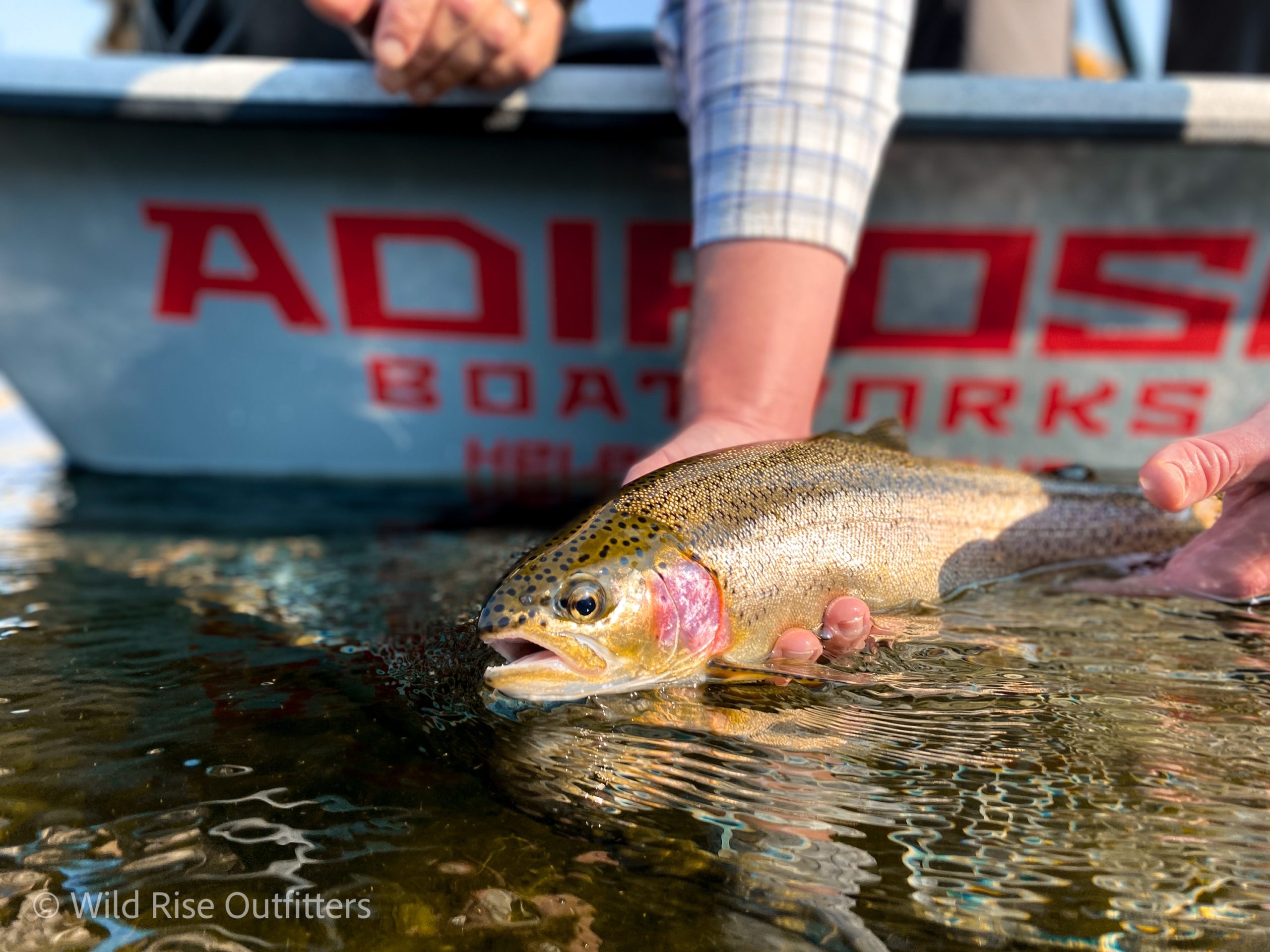 Trout Fishing Yeti, Trout Fishing WYLD Gear 