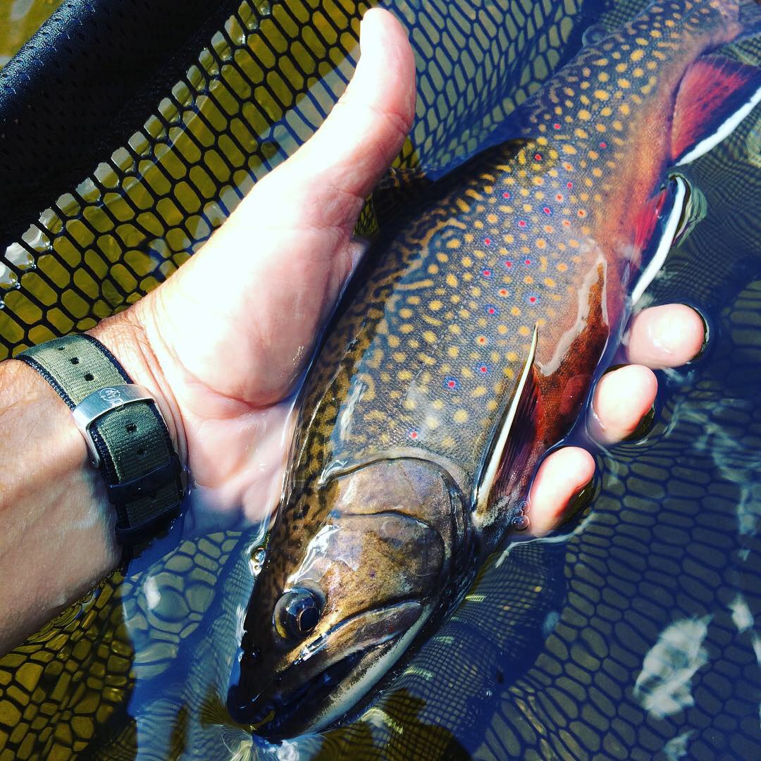 Fishing Reports – Temple Trout Fishery