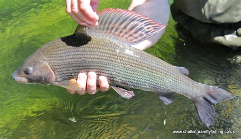 Could This Become Michigan's Next Great Trout Water? - Trout Unlimited