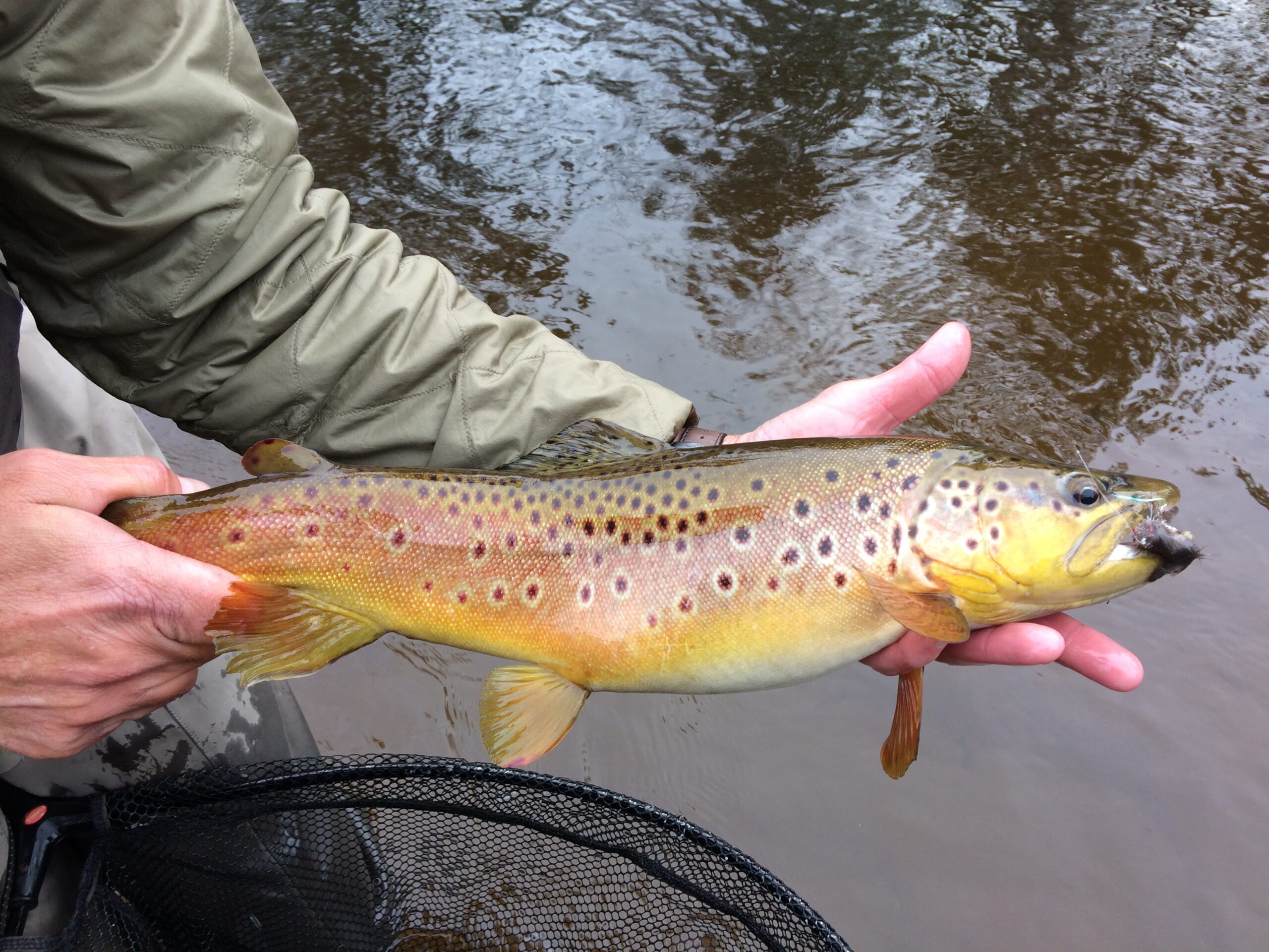 Trout - Hawkins Outfitters - Northern Michigan Fly Fishing and