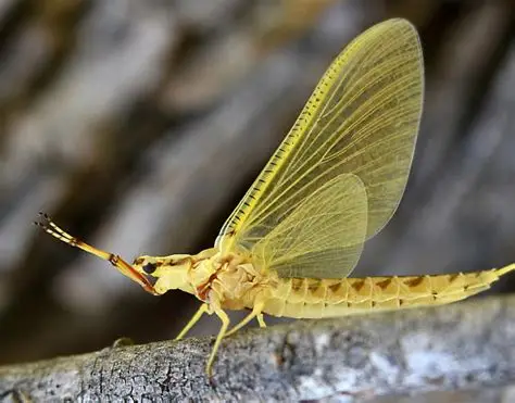 hexagenia limbata
